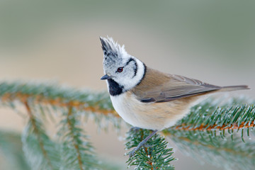Obraz premium Crested Tit sitting on beautiful lichen branch with clear background. Song bird in the nature habitat. Detail songbird portrait of tit with crest. Wildlife scene from fall forest. Autumn in nature.