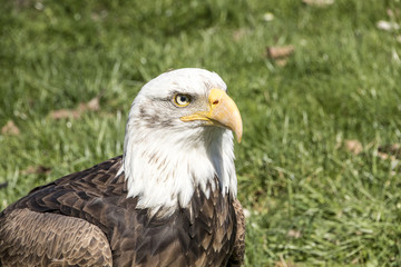 Fototapeta premium Bald eagle - Haliaeetus leucocephalus