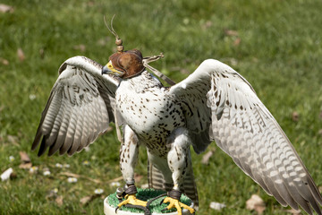Birds of prey - Lanner falcon )Falco Biarmicus.