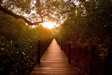 The morning light shines on the boardwalk in mangrove forest