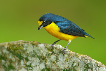Obraz premium Yellow-throated Euphonia, Euphonia hirundinacea, blue and yellow exotic bird from the Costa rica. Birdwatching in South America. Tanager with clear green background. Bird from Costa Rica forest.