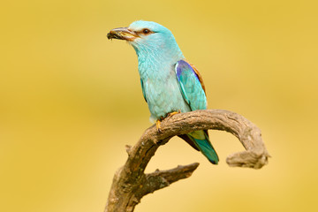 Roller with catch in nature. Birdwatching in Hungary. Nice colour light blue bird European Roller sitting on the branch with open bill, blurred yellow background. Wildlife scene from Europe nature.