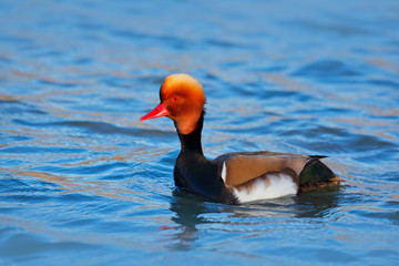 Red-crested Pochard, Netta rufina, floating on dark water surface. Nice duck with rusty head in blue water. Evening sun in the lake, France. Beautiful bird in the river surface. Wildlife nature.