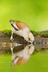 Beautiful songbird, Hawfinch, Coccothraustes coccothraustes, brown songbird sitting in the water, nice lichen tree branch, bird in the nature habitat, spring - nesting, reflection, mirroring, France