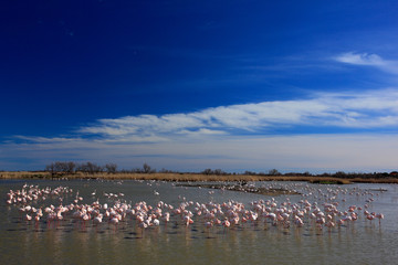 Fototapeta na wymiar Landscape with flamingos. Flock of Greater Flamingo, Phoenicopterus ruber, nice pink big bird, dancing in the water, animal in the nature habitat. Blue sky and clouds, Camargue, France, Europe.