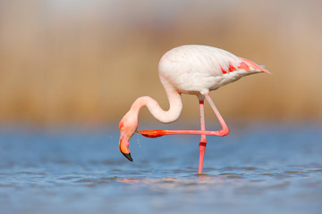 Flamingo schoonmaak verenkleed. Wildlife dierenscène uit de natuur. Flamingo in aardhabitat. Mooie watervogel. Roze grote vogel Grotere Flamingo, Phoenicopterus ruber, in het water, Camargue, Frankrijk.