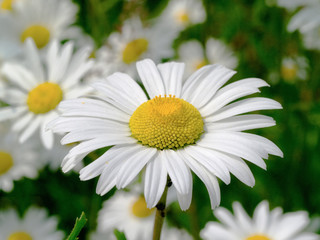 Fototapeta na wymiar Ox Eye Daisy (Chrysanthemum leucanthemum)