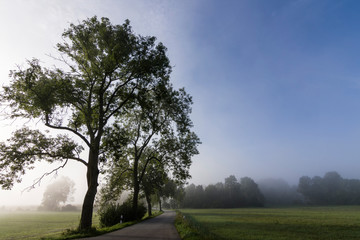 Straße durch nebelige Landschaft am Morgen - 181608895