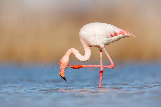 Fototapeta Flamingo cleaning plumage. Wildlife animal scene from nature. Flamingo in nature habitat. Beautiful water bird. Pink big bird Greater Flamingo, Phoenicopterus ruber, in the water, Camargue, France.