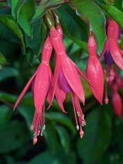 Close up of Fuschia flowers