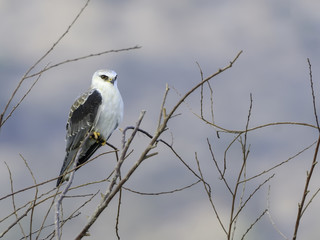 Black-winged Kite Portrait
