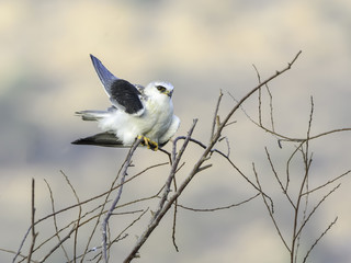 Black-winged Kite Portrait