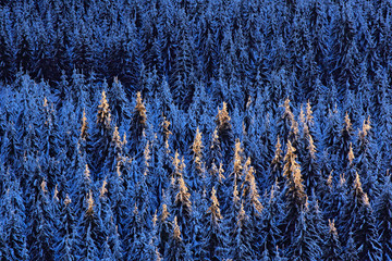 Blue winter landscape, birch tree forest with snow, ice and rime. Pink morning light before sunrise. Winter twilight, cold nature in forest. Orlicke hory, Czech republic. Mountain landscape with trees