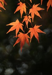 Autumn japanese maple leaves