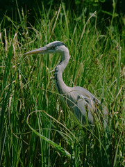 Gray Heron (Ardea cinera)