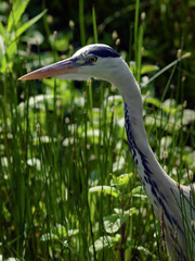 Gray Heron (Ardea cinera)
