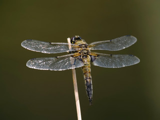 Male Four Spotted Chaser (Libellula quadrimaculata)