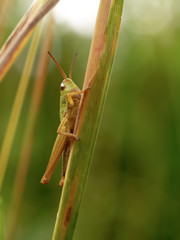 Meadow Grasshopper ( Chorthippus parallelus )