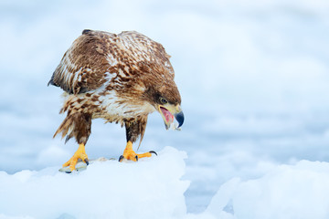 White-tailed eagle, Haliaeetus albicilla, Hokkaido, Japan. Action wildlife scene on ice.  Bird in nature sea habitat, snow with ice. Winter with bird of prey. Wildlife Japan. Eagle with fish in talons