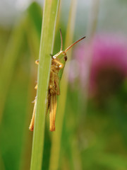 Meadow Grasshopper ( Chorthippus parallelus )