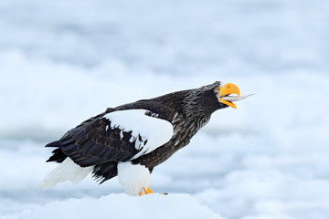 Wildlife action behaviour scene from nature. Fish in bill. Eagle on ice. Winter Japan, snow. Beautiful Steller's sea eagle, Haliaeetus pelagicus, bird with catch fish, with white snow, Hokkaido, Japan
