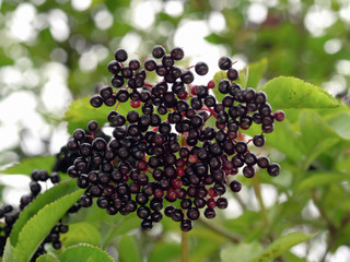 Berries of the common Elder (Sambucus nigra)