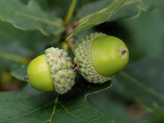 Acorn or oak nut © Doug Armand