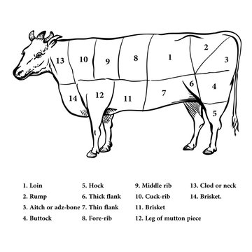 Illustration of Beef cutting up diagram - Vector Illustration