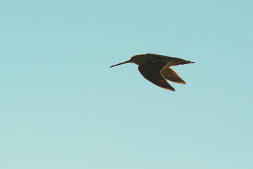 beccaccino (Gallinago gallinago) in volo