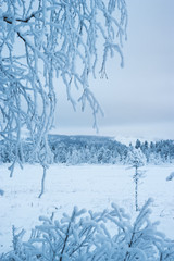 Snowy trees in lapland