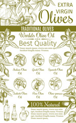 Olive oil sketch banner of green fruit and branch