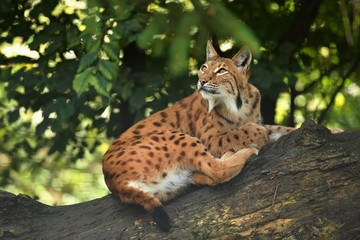 Naklejka premium Euroasian lynx in the bavarian national park in eastern germany, european wild cats, animals in european forests, lynx lynx 