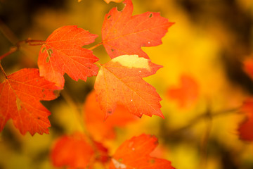 beautiful leaves on a tree in autumn