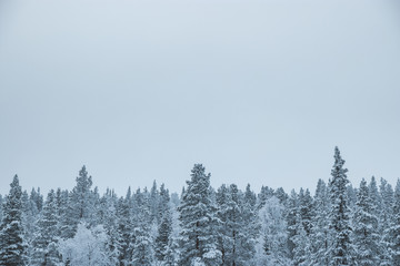 Snowy trees in lapland