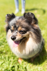 Obraz premium a portrait of a thoroughbred dog