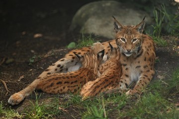 Euroasian lynx in the bavarian national park in eastern germany, european wild cats, animals in european forests, lynx lynx 