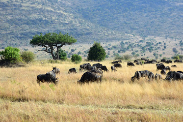 Fototapeta premium Masai Mara, Kenya, Africa