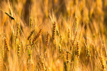 yellow ears of wheat at sunset in nature