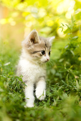 little kitten is walking in green grass outdoors