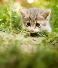 Naklejka na ściany i meble little kitten is walking in green grass outdoors