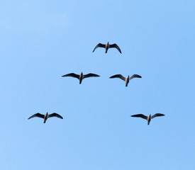 the birds fly south in the sky