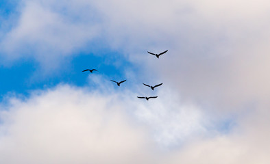 Fototapeta premium the birds fly south in the sky