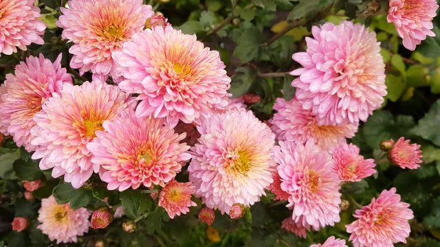 Colorful autumn pink chrysanthemums background. Dynamic scene. Light breeze.