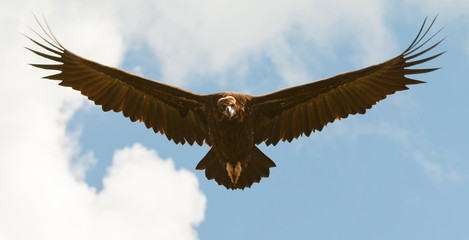 Fototapeta na wymiar Big vulture in flight
