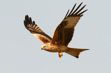 Awesome bird of prey in flight