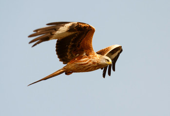 Awesome bird of prey in flight