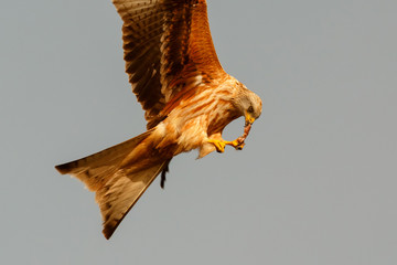 Awesome bird of prey in flight