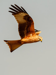 Awesome bird of prey in flight