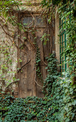 mystery door covered with ivy