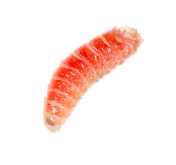 red worm of maggots on a white background
